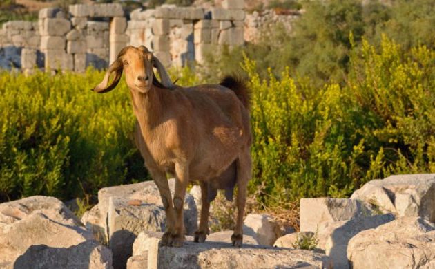 Οι κατσίκες εξημερώθηκαν πριν περίπου 10.000 χρόνια