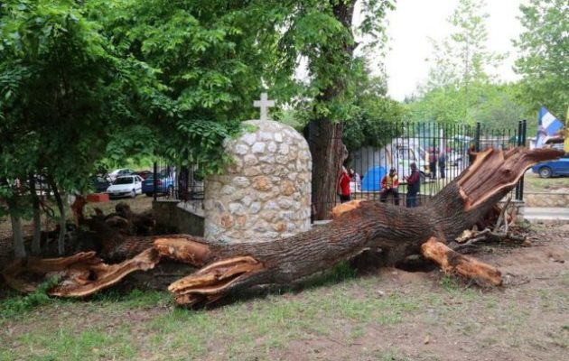 Λάρισα: Ξεριζώθηκε κι έπεσε «θαυματουργό» δέντρο από το οποίο έρεε «σαν αίμα»