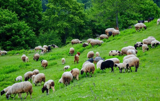 Πρώτο κρούσμα πανώλης στην Αττική: Εντοπίστηκε σε μονάδα με αιγοπρόβατα στον Ασπρόπυργο