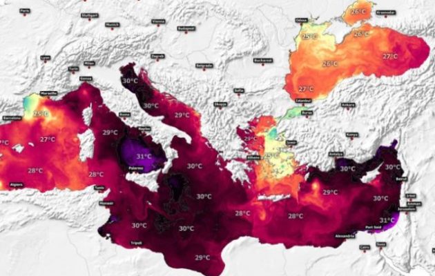 Λεοντόψαρα και λαγοκέφαλοι περνούν από την Ερυθρά Θάλασσα στη Μεσόγειο – Όλο και πιο ζεστή η θάλασσα